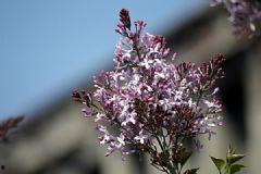 国产丁香网,探索中医药文化的瑰宝与传承 第3张 国产丁香网,探索中医药文化的瑰宝与传承 第3张