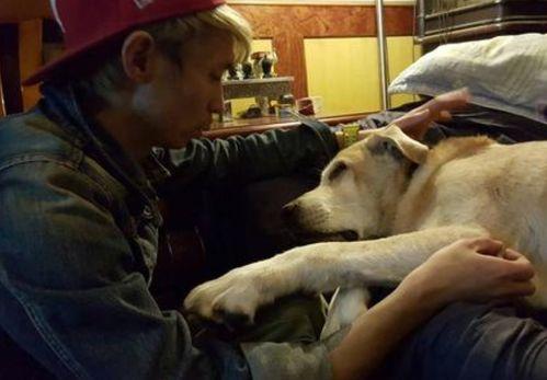 国产人与狗,探寻人类与动物和谐共生的奥秘  第1张