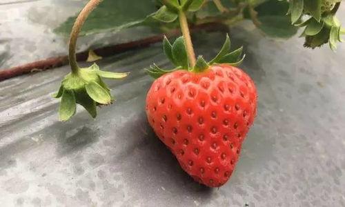 国产视频草莓,甜蜜滋味,映照时代光影 第2张 国产视频草莓,甜蜜滋味,映照时代光影 第2张